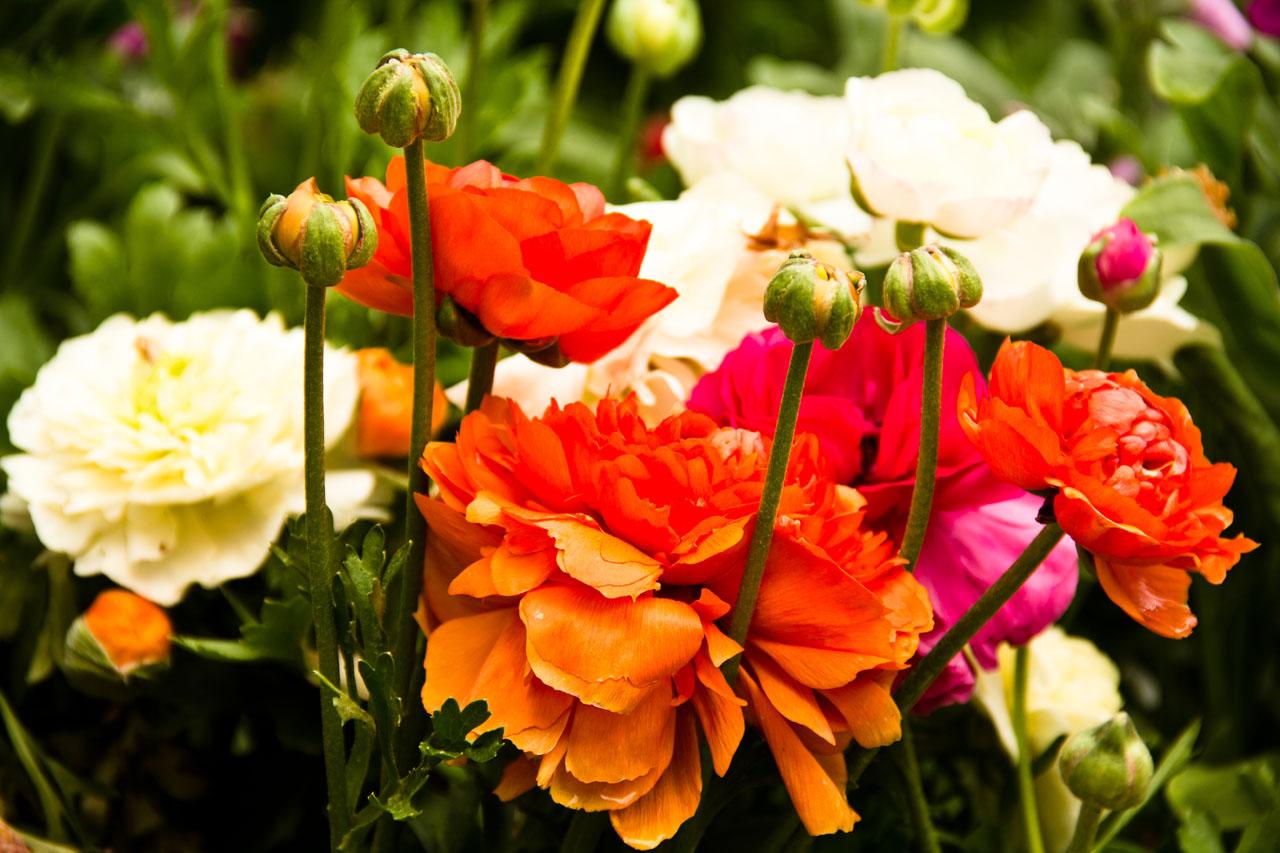 Queen's Park and Toowoomba's Garden Heritage