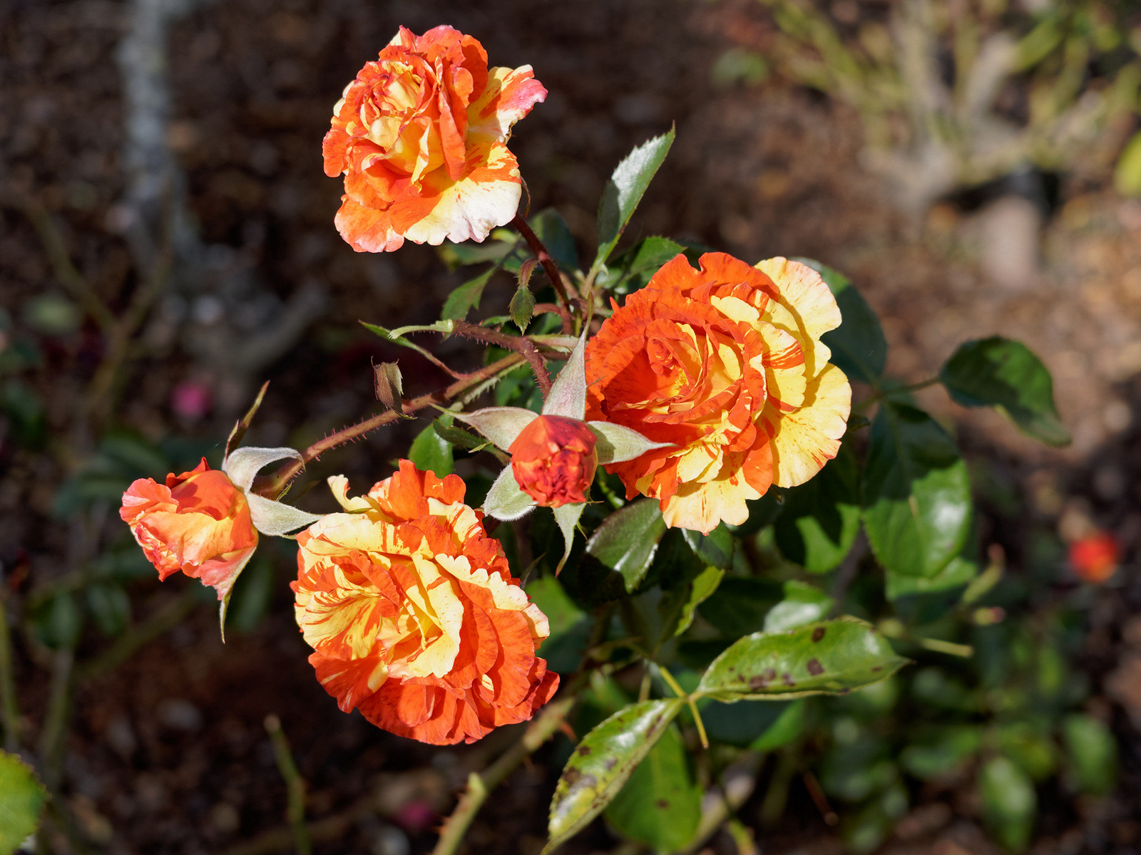 Toowoomba Carnival of Flowers Draws 200,000 Visitors Annually