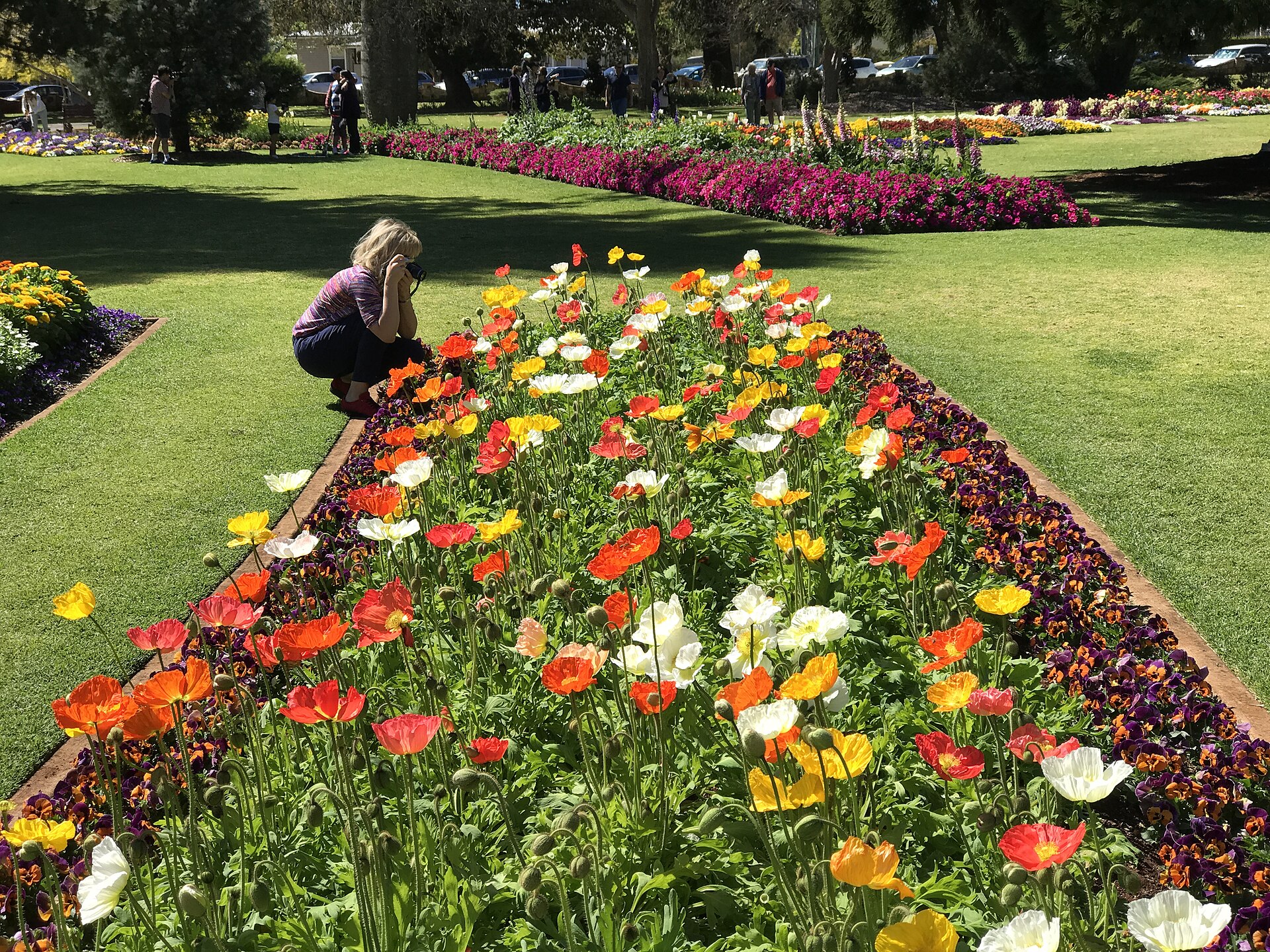 Toowoomba's Carnival of Flowers Transforms City With Thousands of Blooms