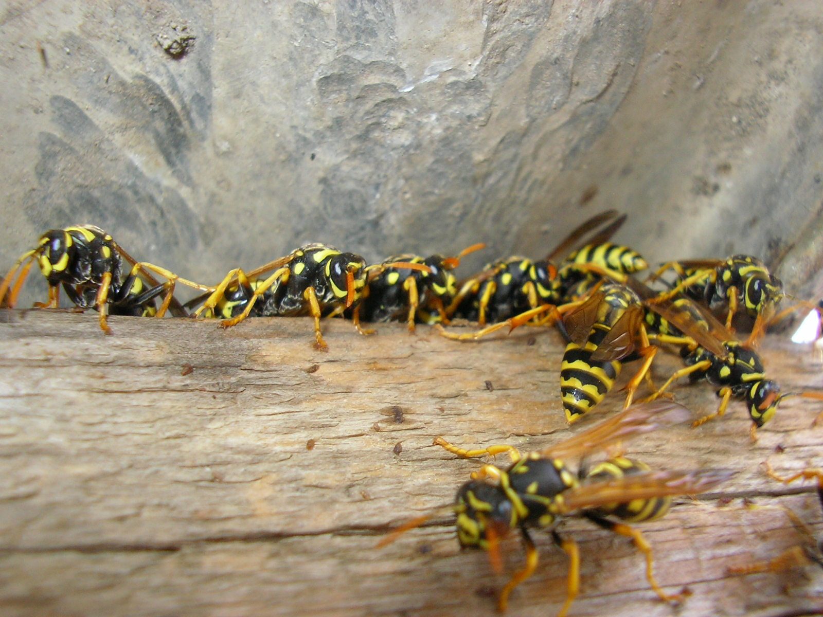 Pest Control in Toowoomba 2026, Termite Treatment Costs, Pest Inspection Prices, and How to Find a Licensed Pest Controller Near You